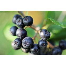 Vibegaard &nbsp;Aronia Saft Shot