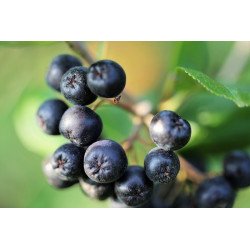 Vibegaard  Aronia Saft Shot