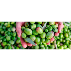 Oliven Grønne - Uden Sten