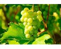 Pinot gris / Grauburgunder