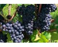 Zinfandel