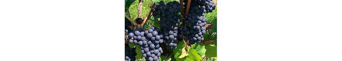 Rødvin på Shiraz / Syrah druen